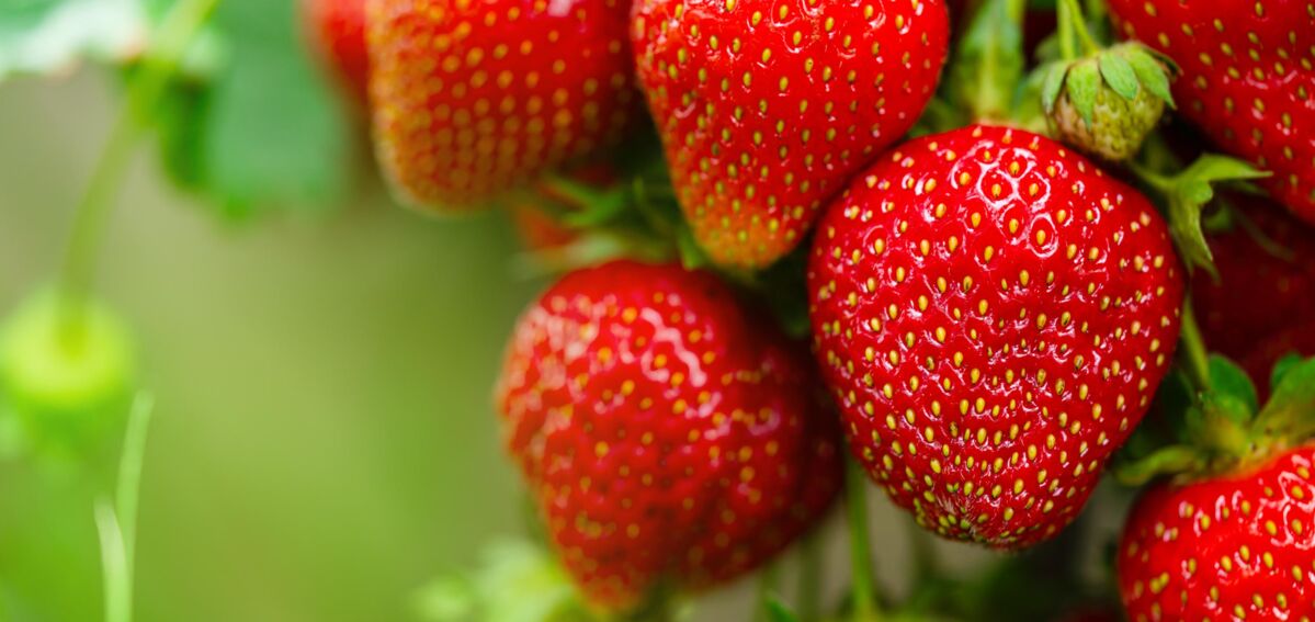 Smart_Aardbeien_2 Smart_Aardbeien_2