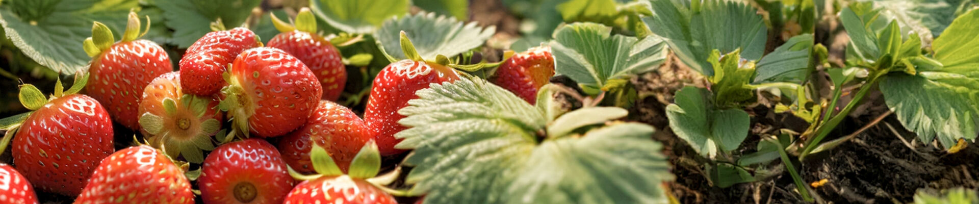 Fraises